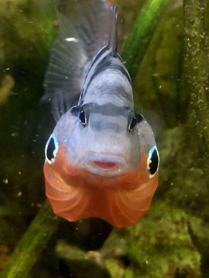 Fire mouth, cichlid