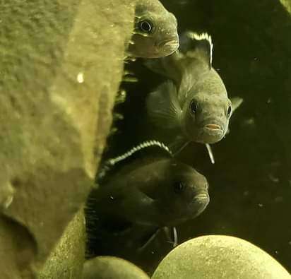 Socolofi, cichlid