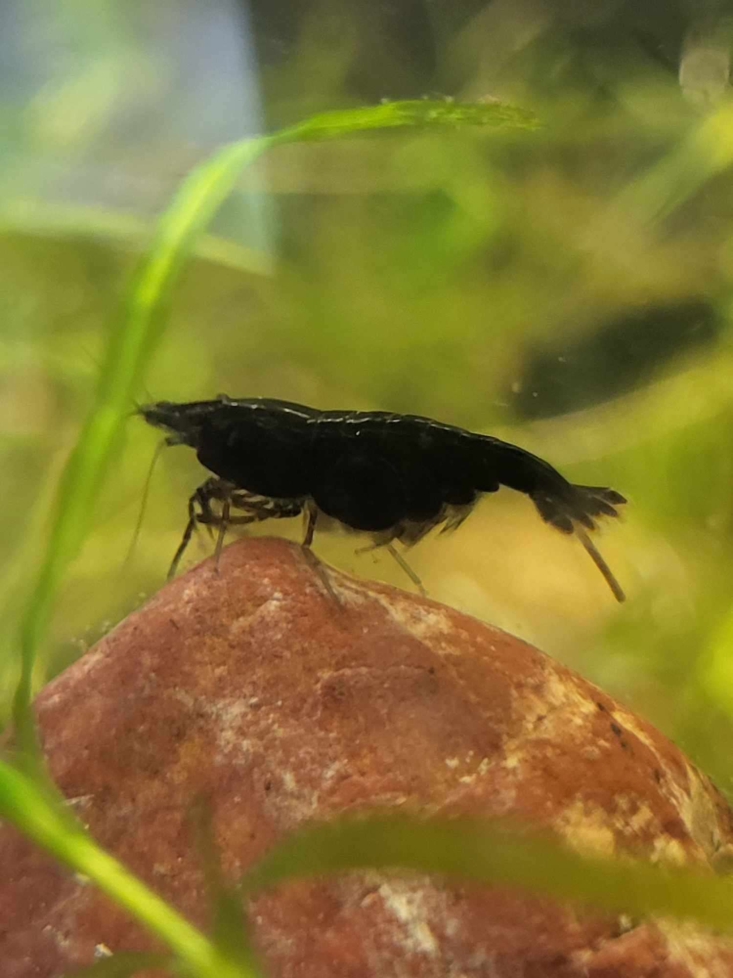 Black Rose, neocaradina shrimp